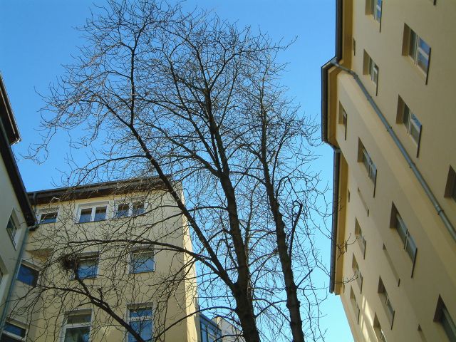 Hofhimmel